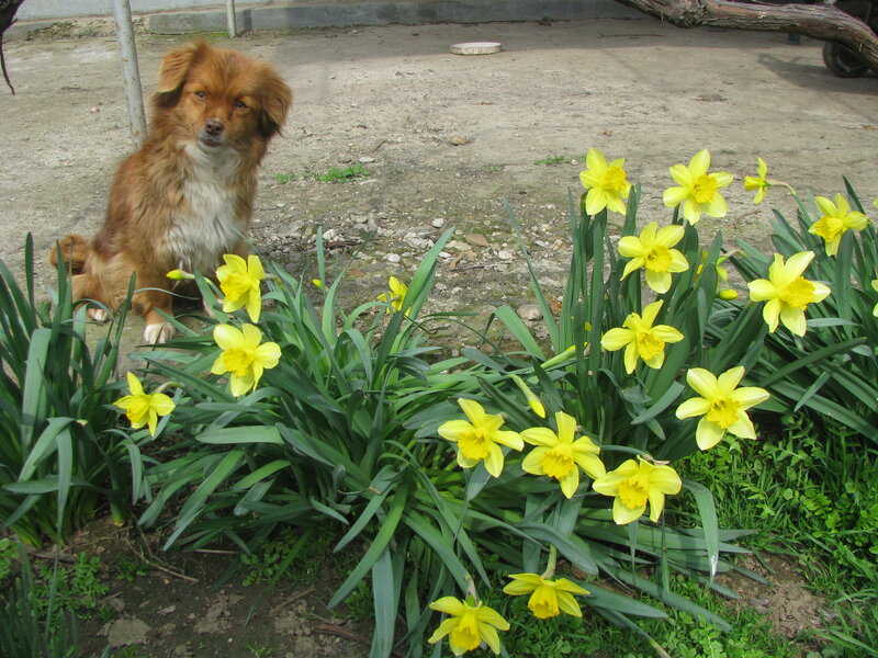 Dog with daffodils
