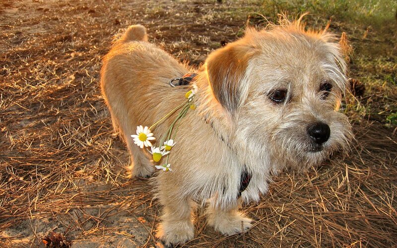 dog with daisies on leash