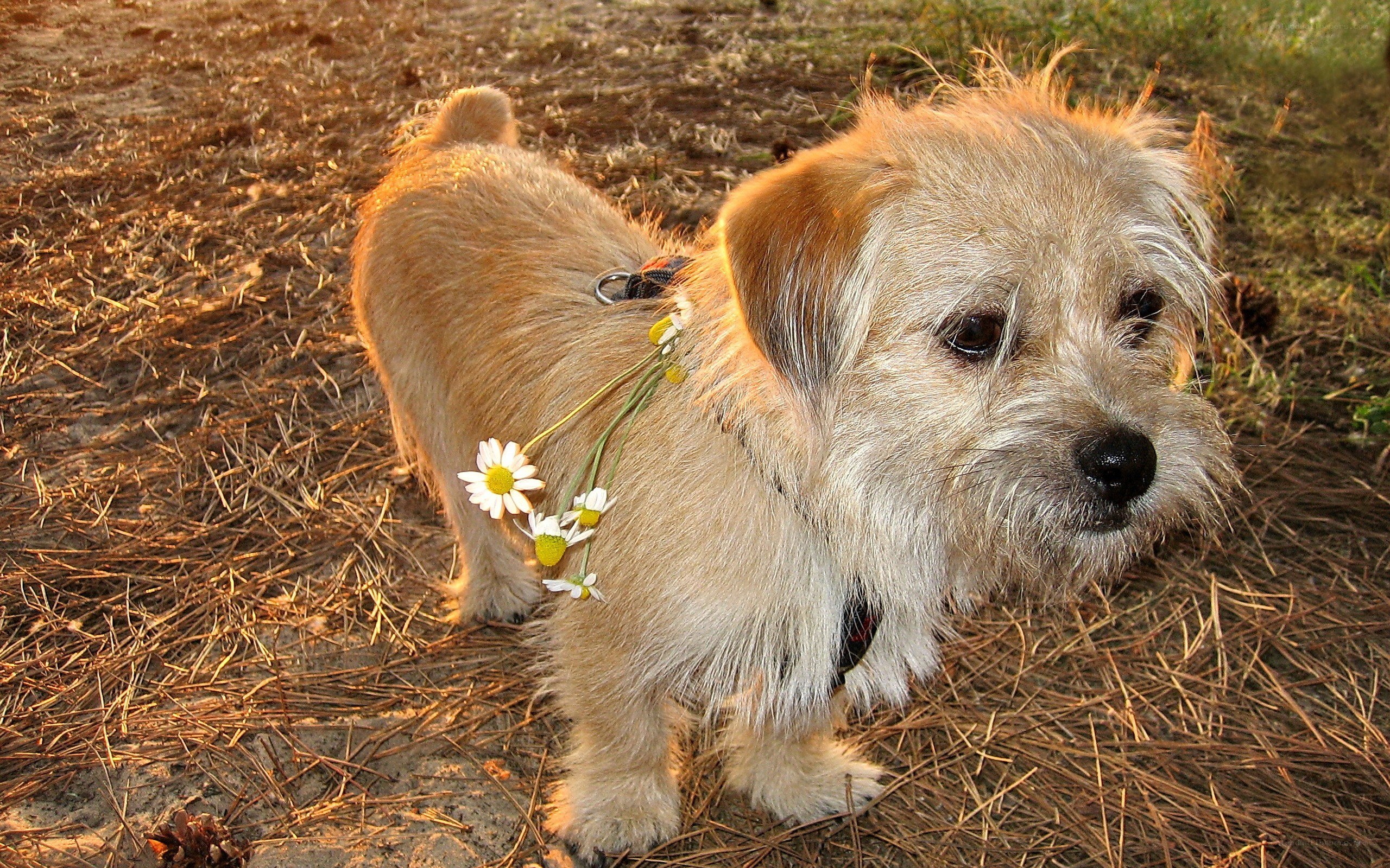 dog with daisies on leash