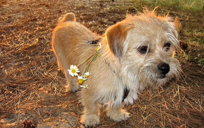 dog with daisies on leash