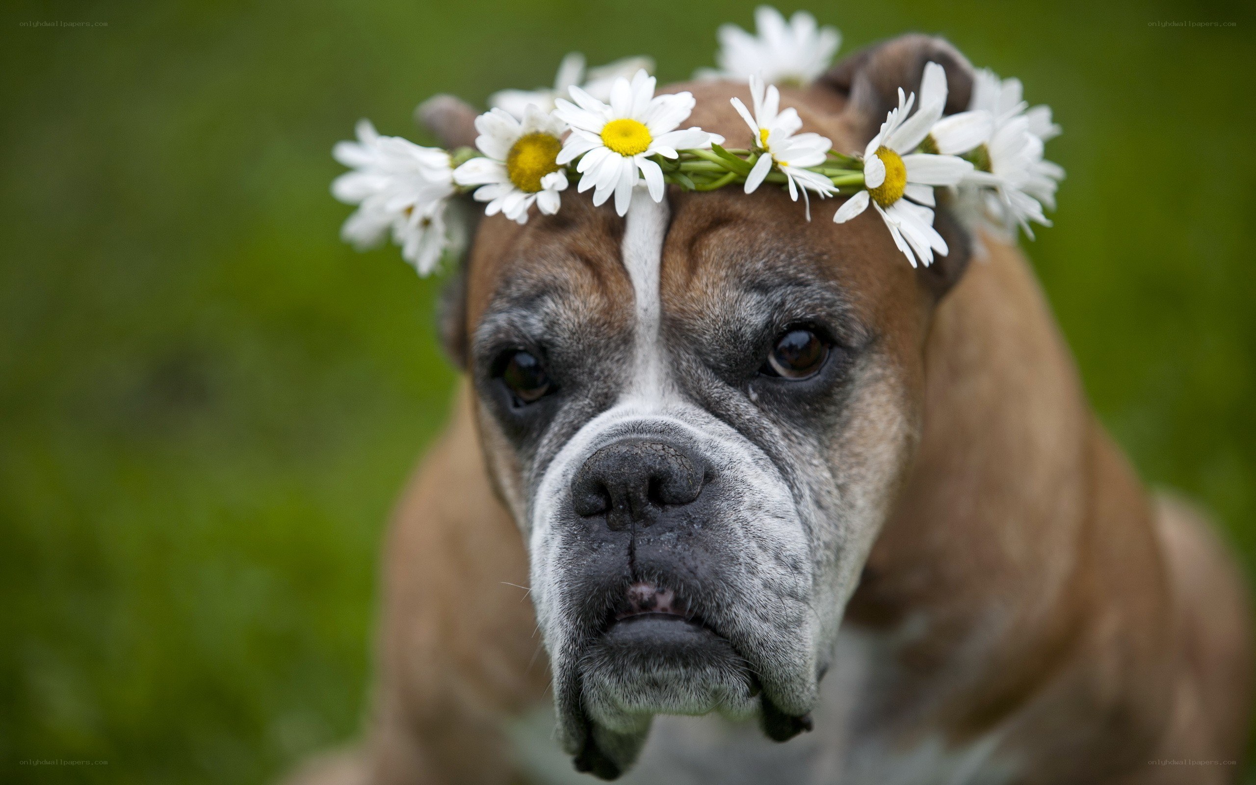 dog with daisy crown