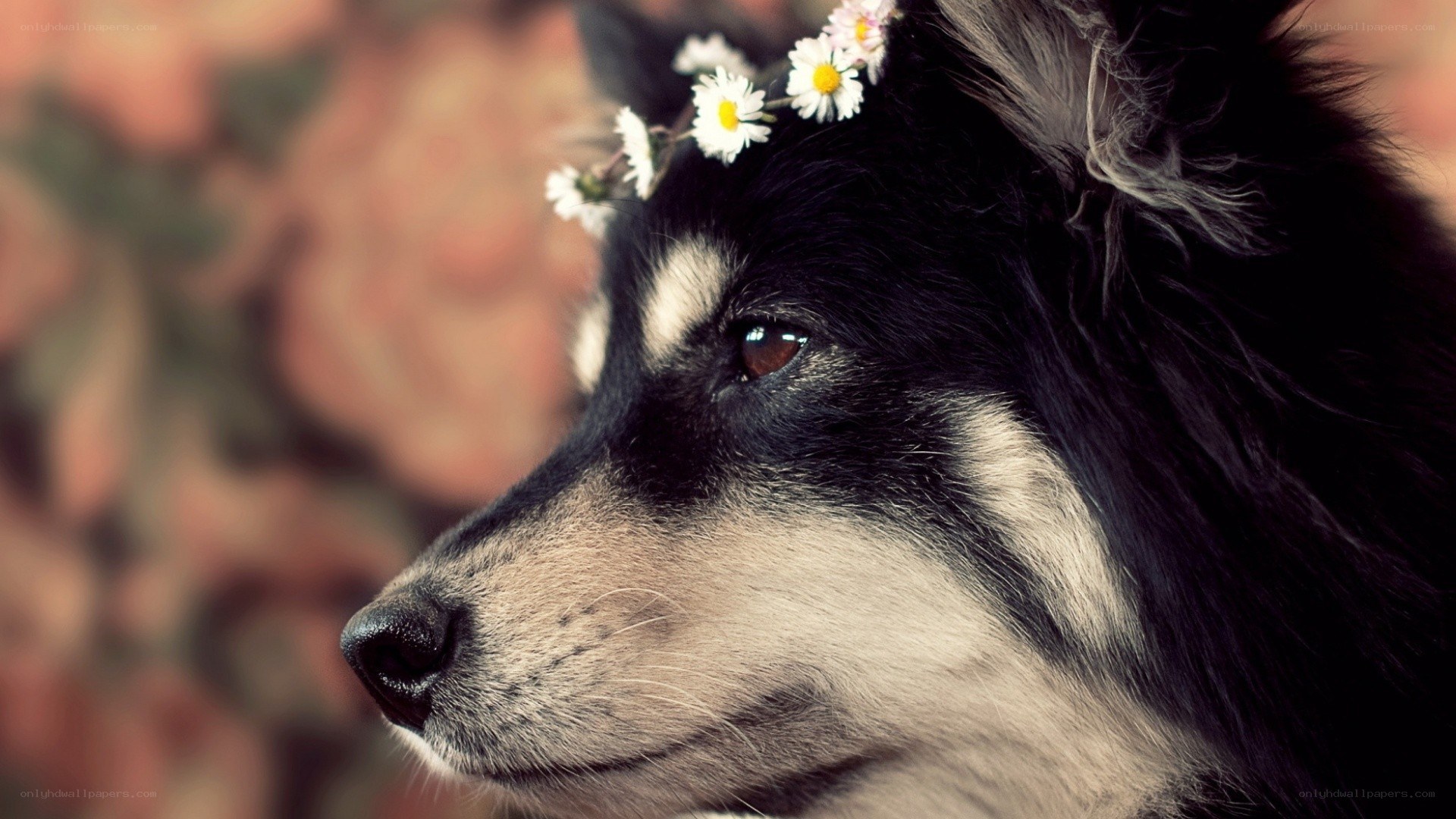 dog with daisy crown