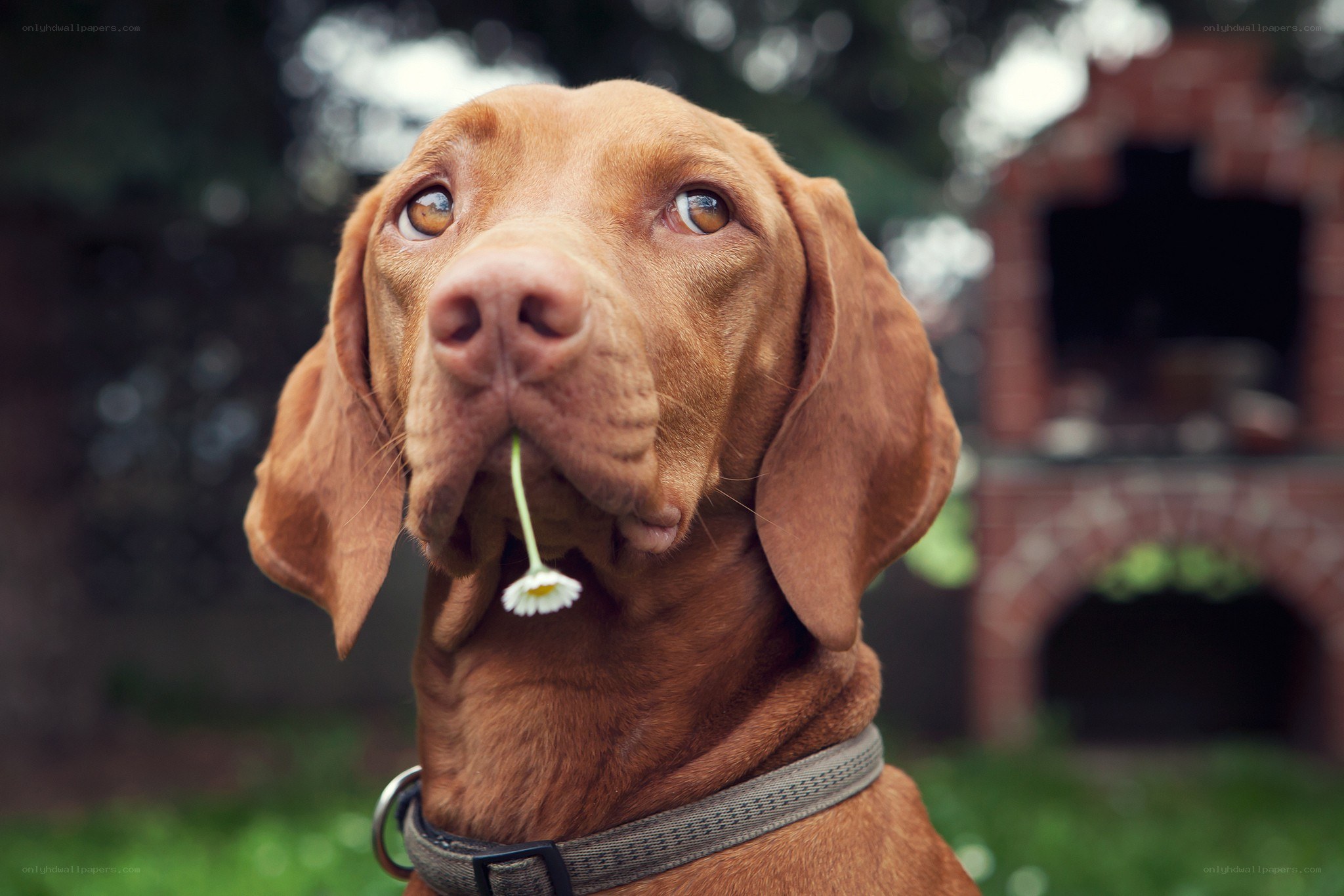 dog with daisy in mouth