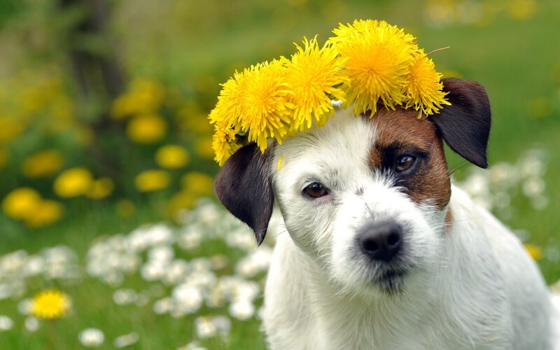 dog with dandelion crown