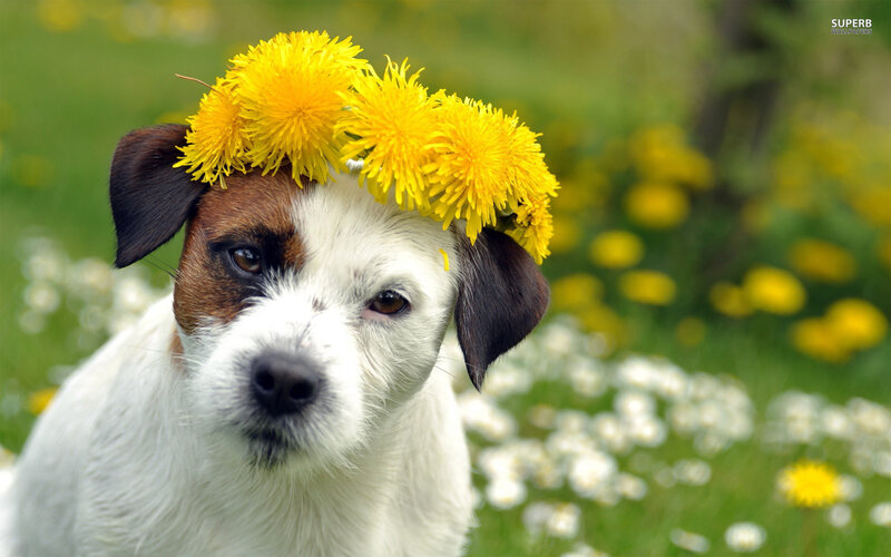 Dog with Dandelion Crown — Yellow, Peaceful
