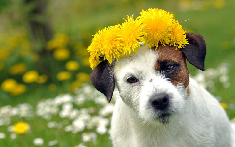 Dog with Dandelion Crown — Yellow, Serene