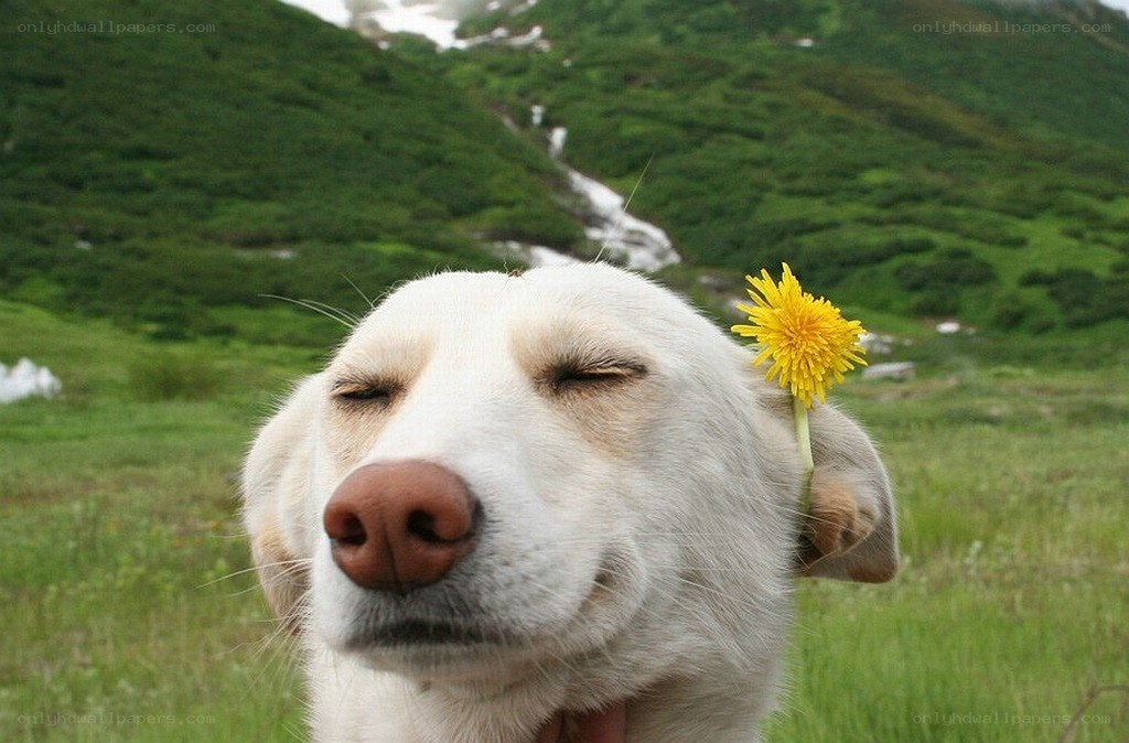 Dog with dandelion in field