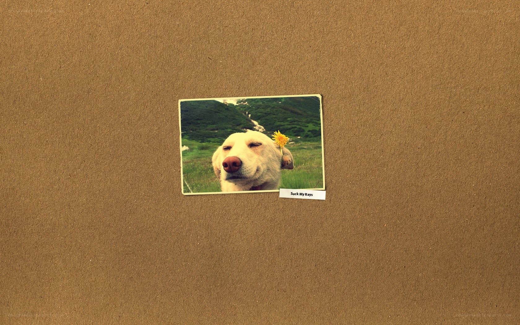 dog with dandelion photo