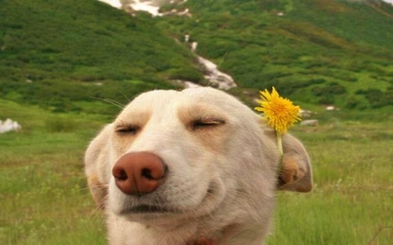 Dog with Dandelion