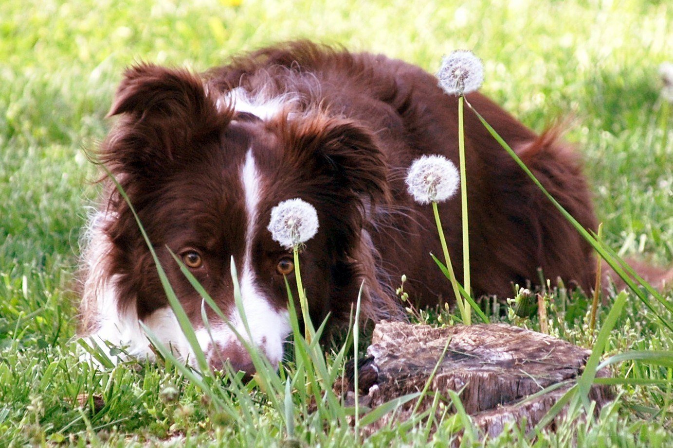 dog with dandelions in grass