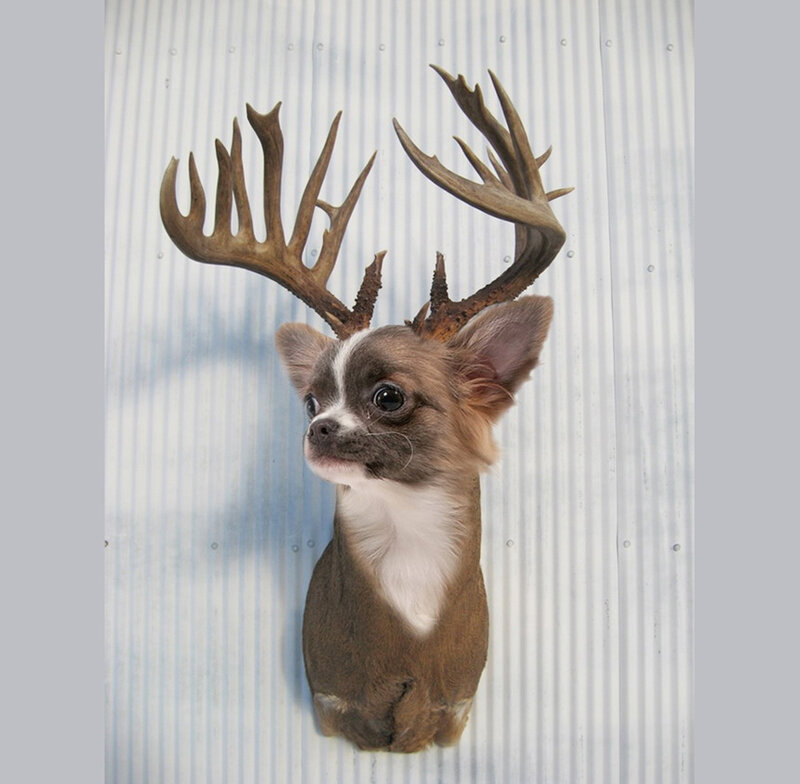dog with deer antlers
