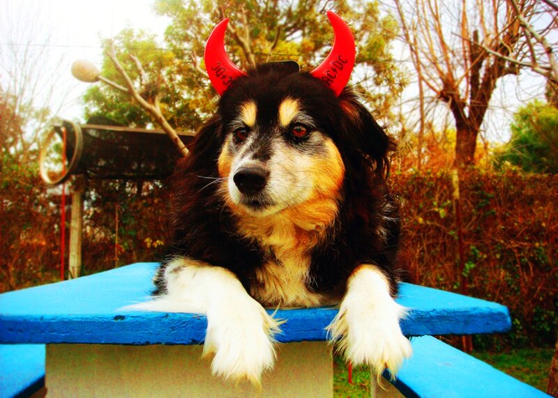 Dog with Devil Horns