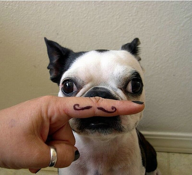 dog with drawn mustache