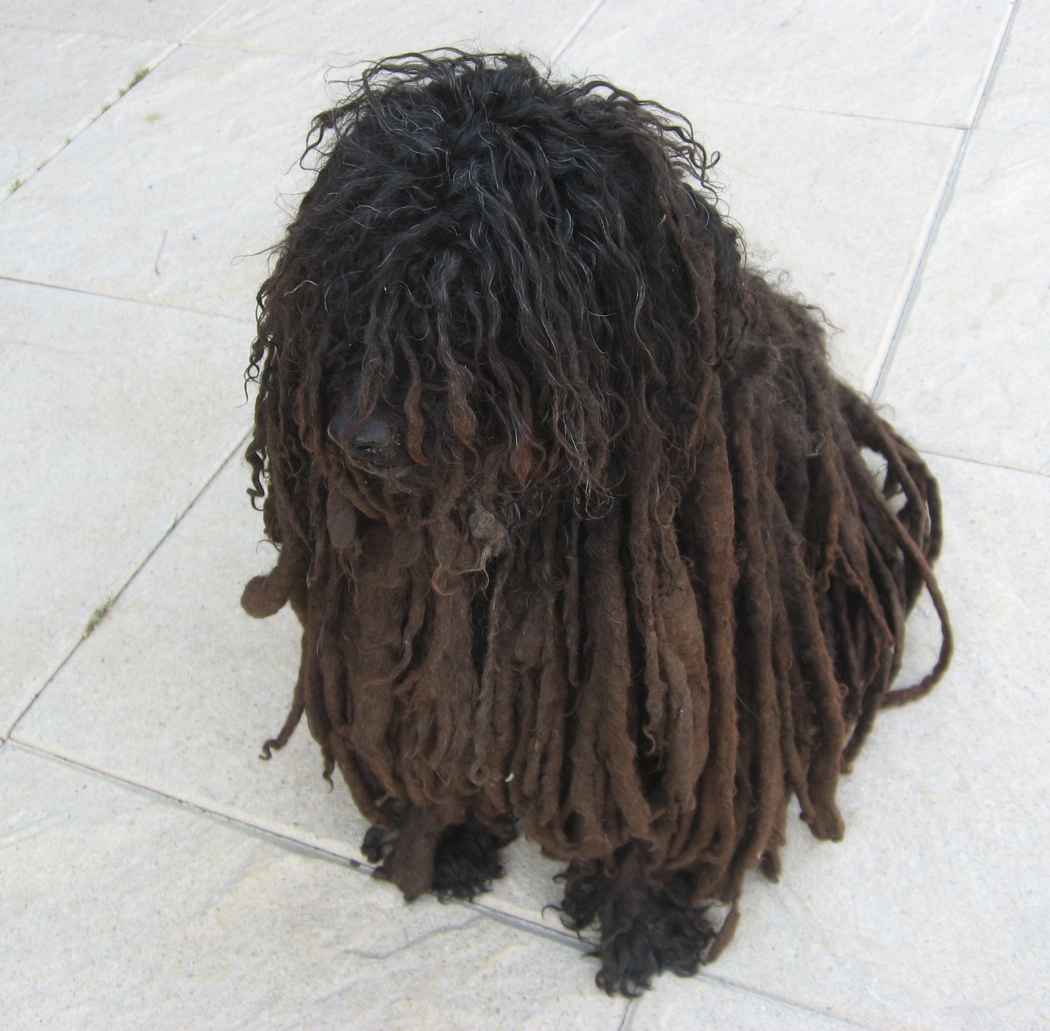 dog with dreadlock-like fur