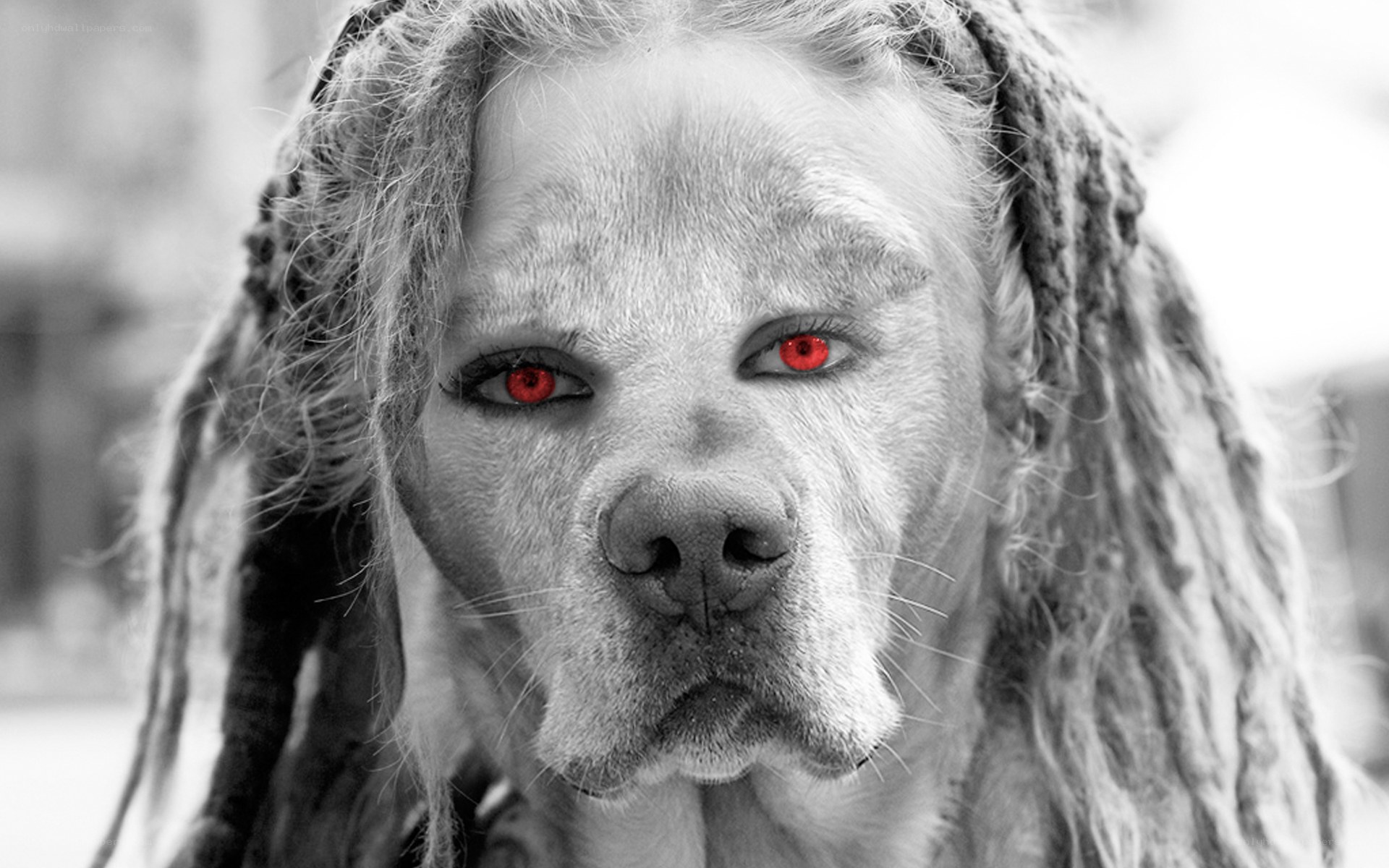 dog with dreadlocks and red eyes