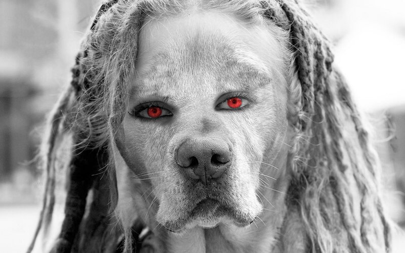 Dog with Dreadlocks — Black