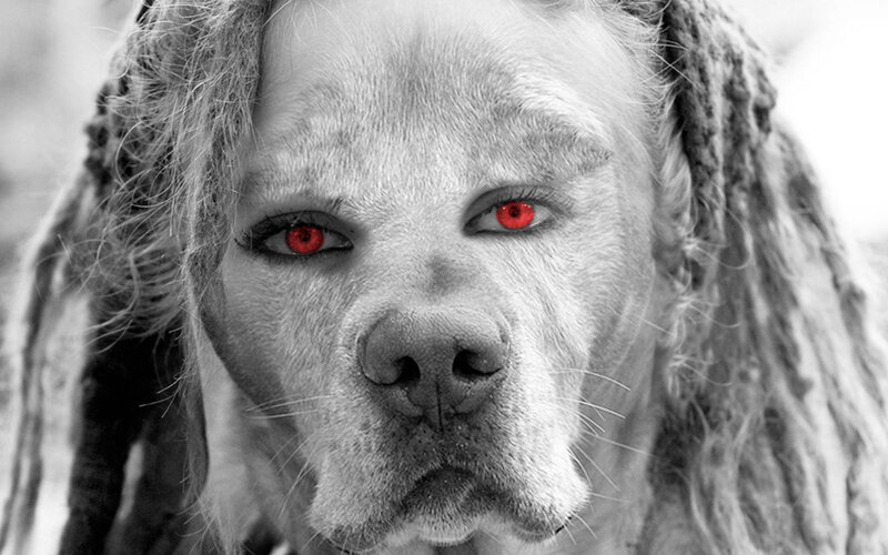 Dog with Dreadlocks