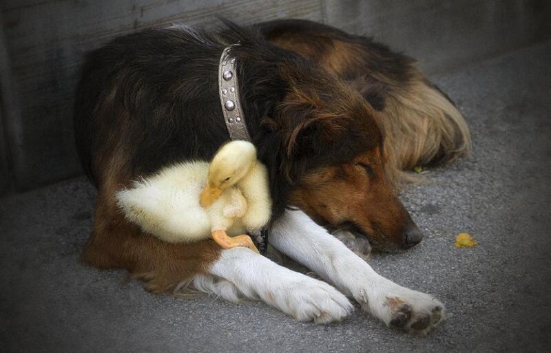 Dog with Duckling