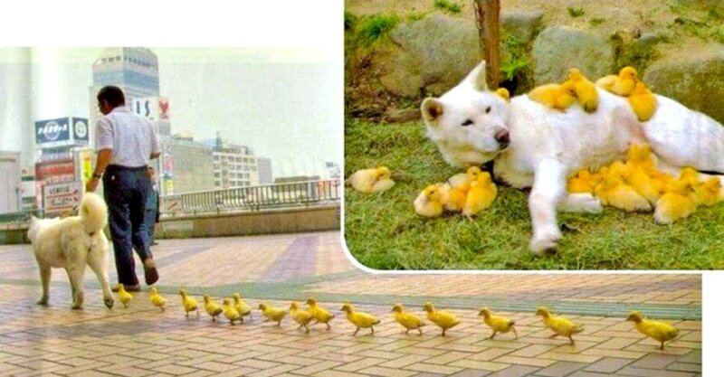 Dog with Ducklings