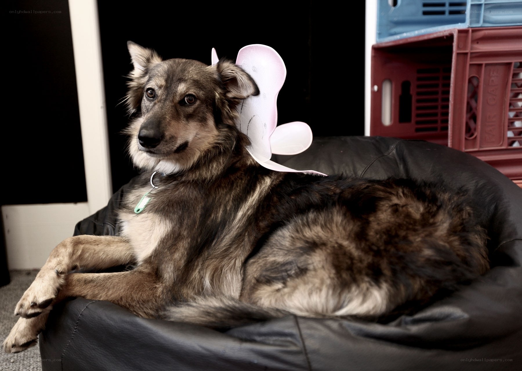 dog with fairy wings