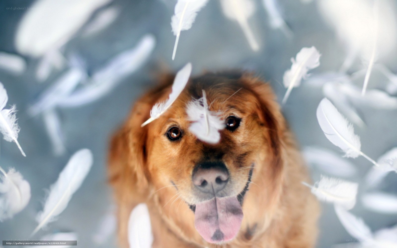 dog with feathers on head