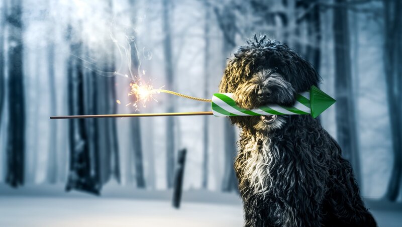 Dog with Firework
