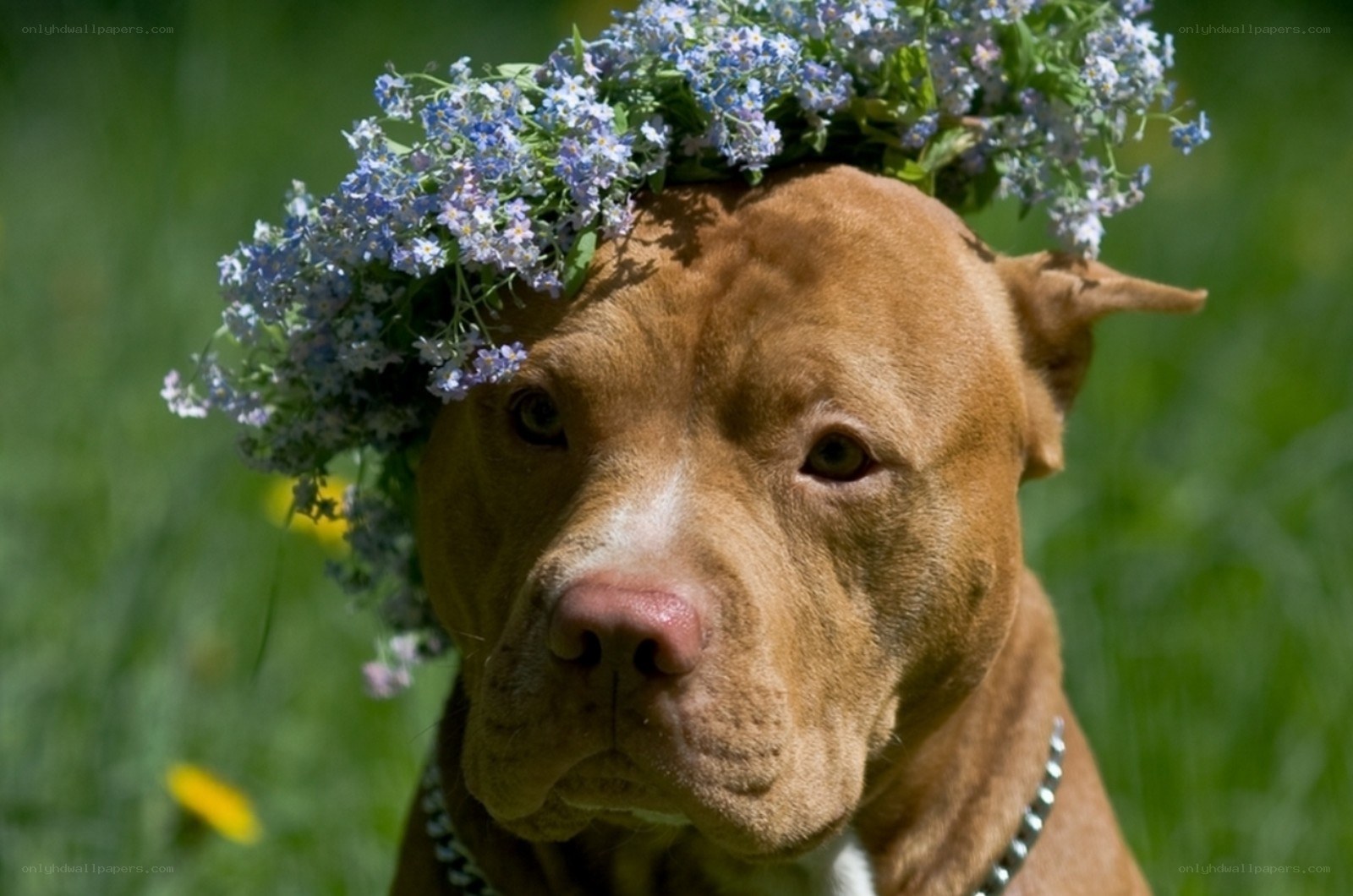 dog with flower crown