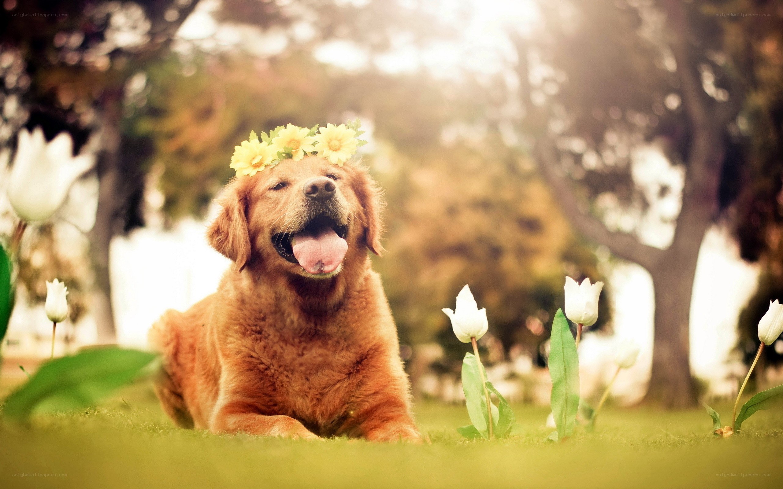 dog with flower crown