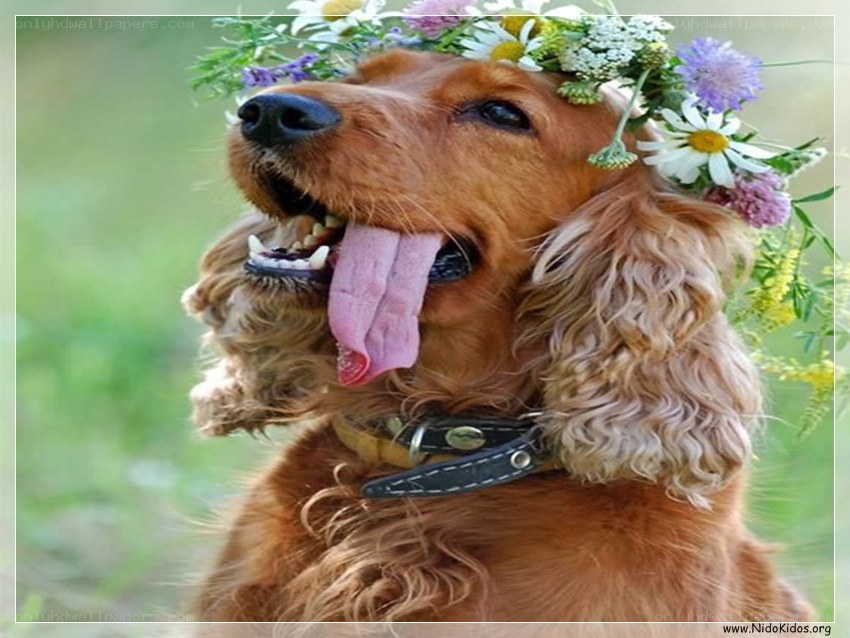 dog with flower crown