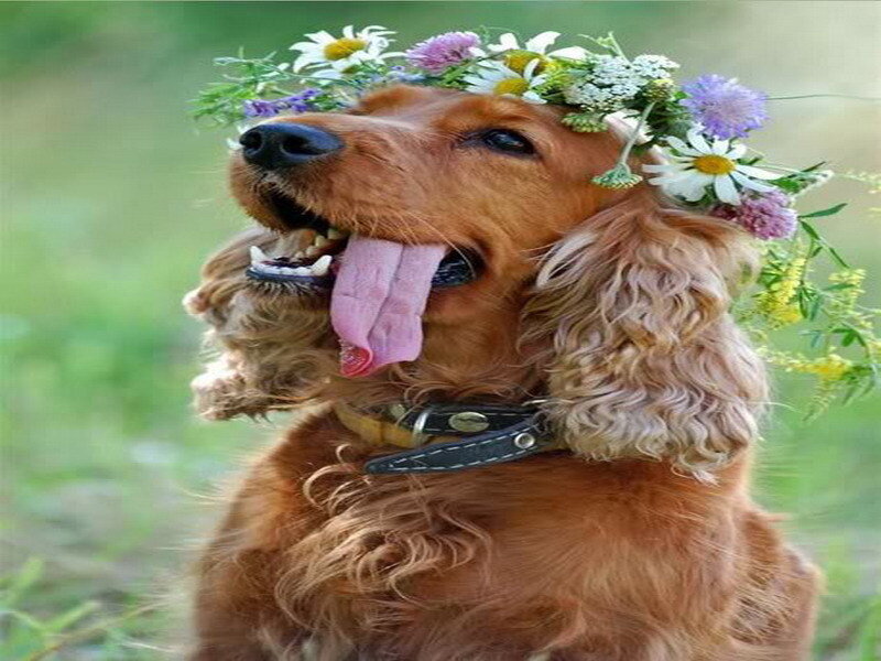 dog with flower crown