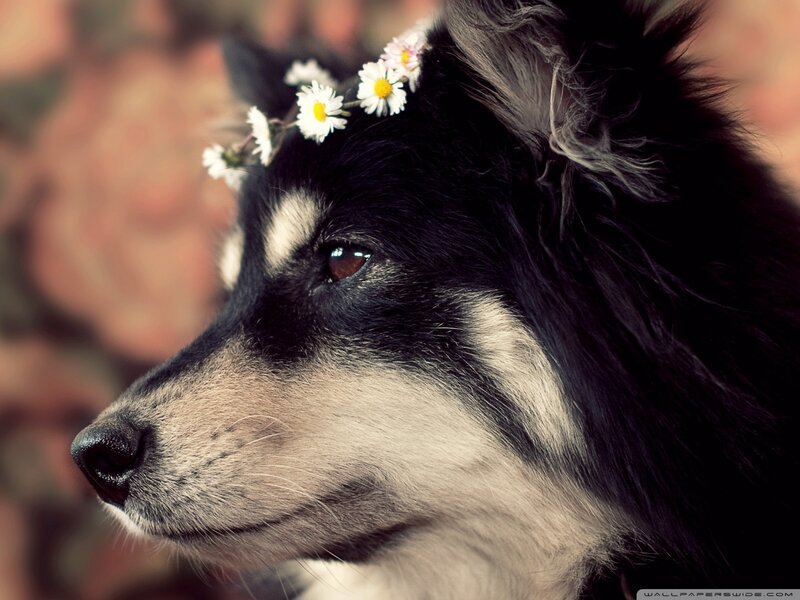 Dog with Flower Crown — Black, Serene