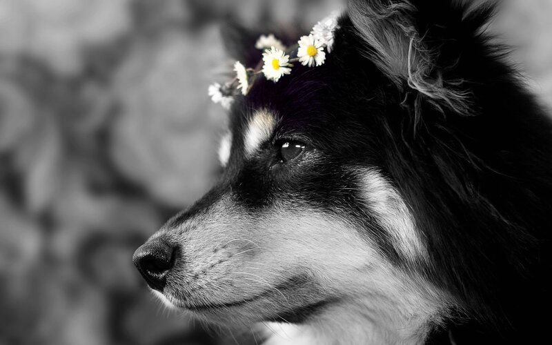 Dog with Flower Crown — Black