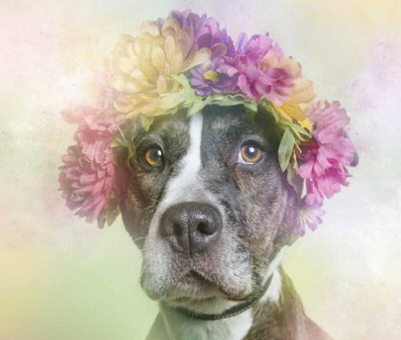 Dog with Flower Crown — Pink