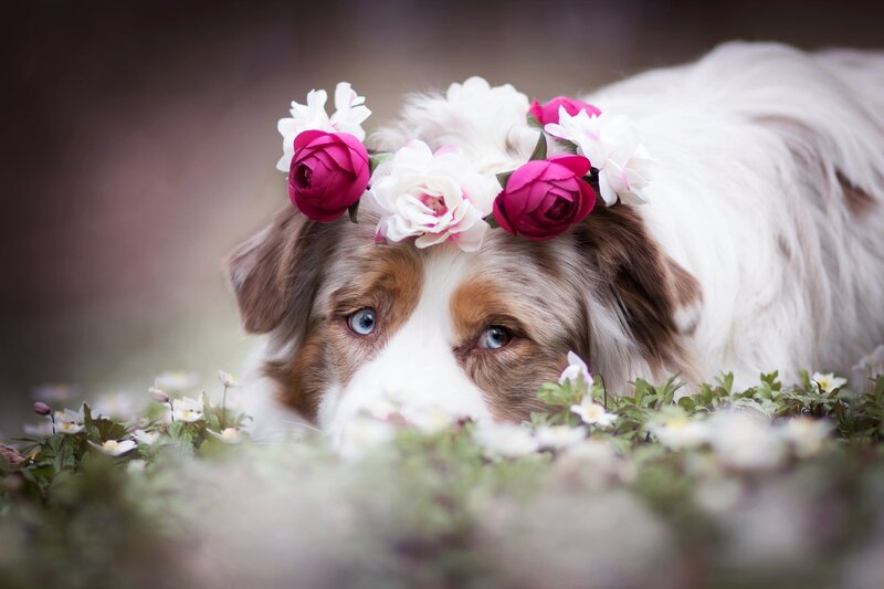 Dog with Flower Crown — White, Serene