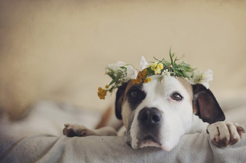 Dog with Flower Crown — White