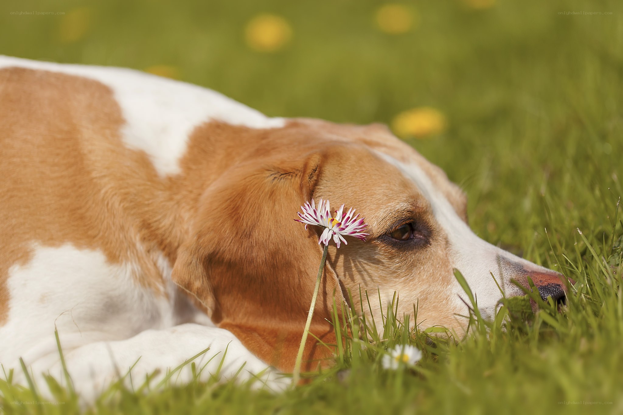 dog with flower in grass