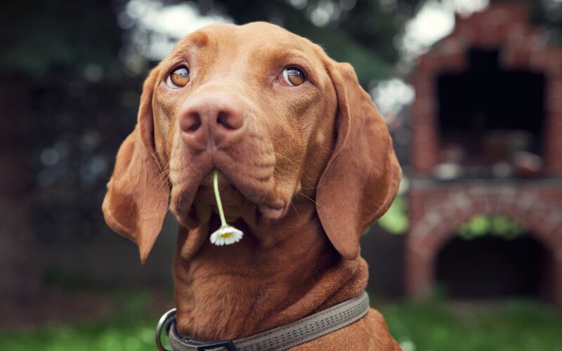 dog with flower in mouth