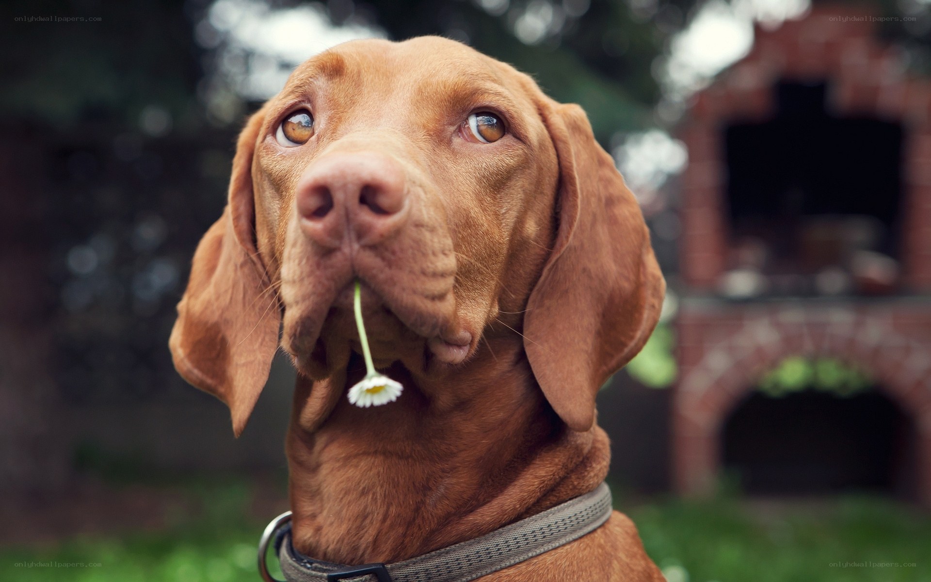 dog with flower in mouth
