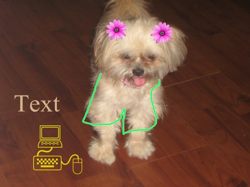 dog with flower stickers