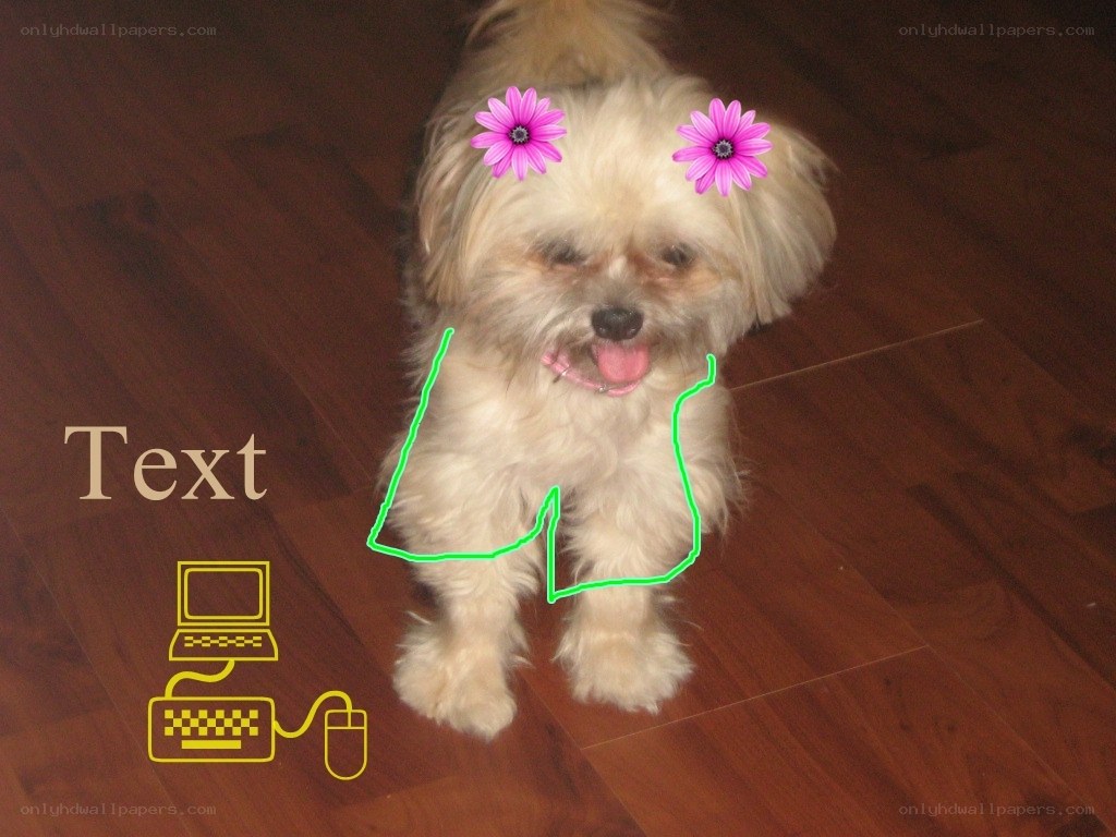 dog with flower stickers