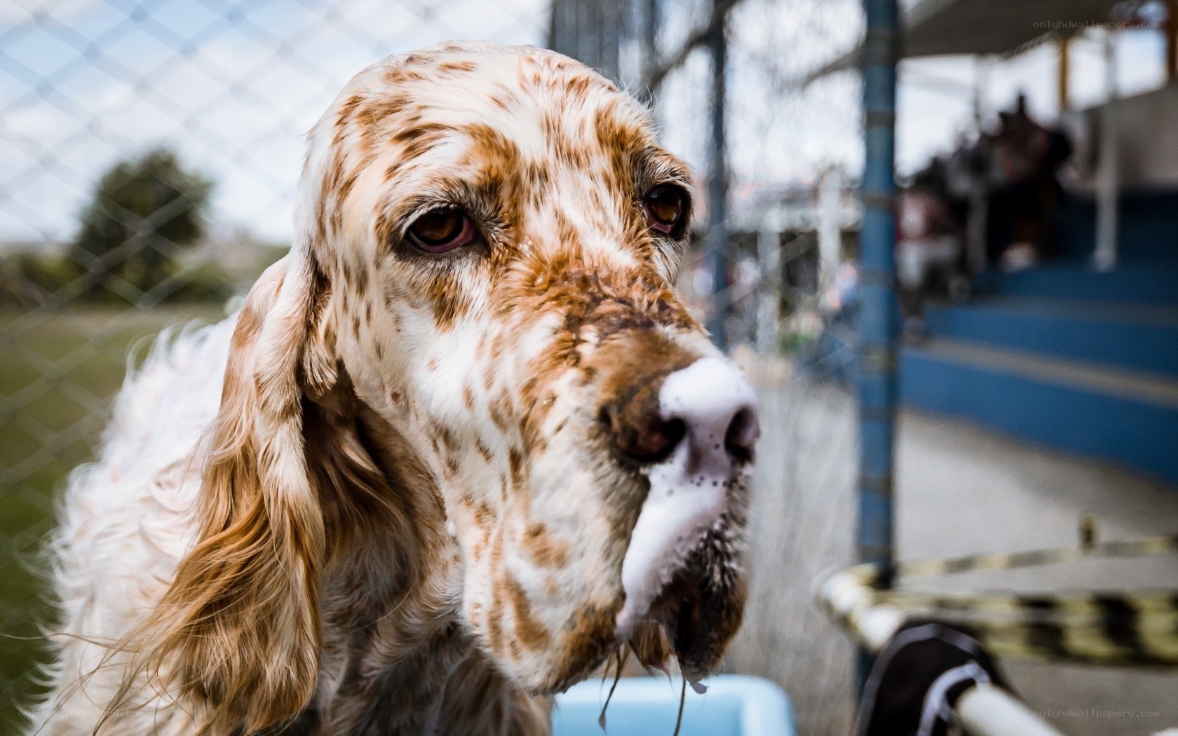 dog with foam on nose