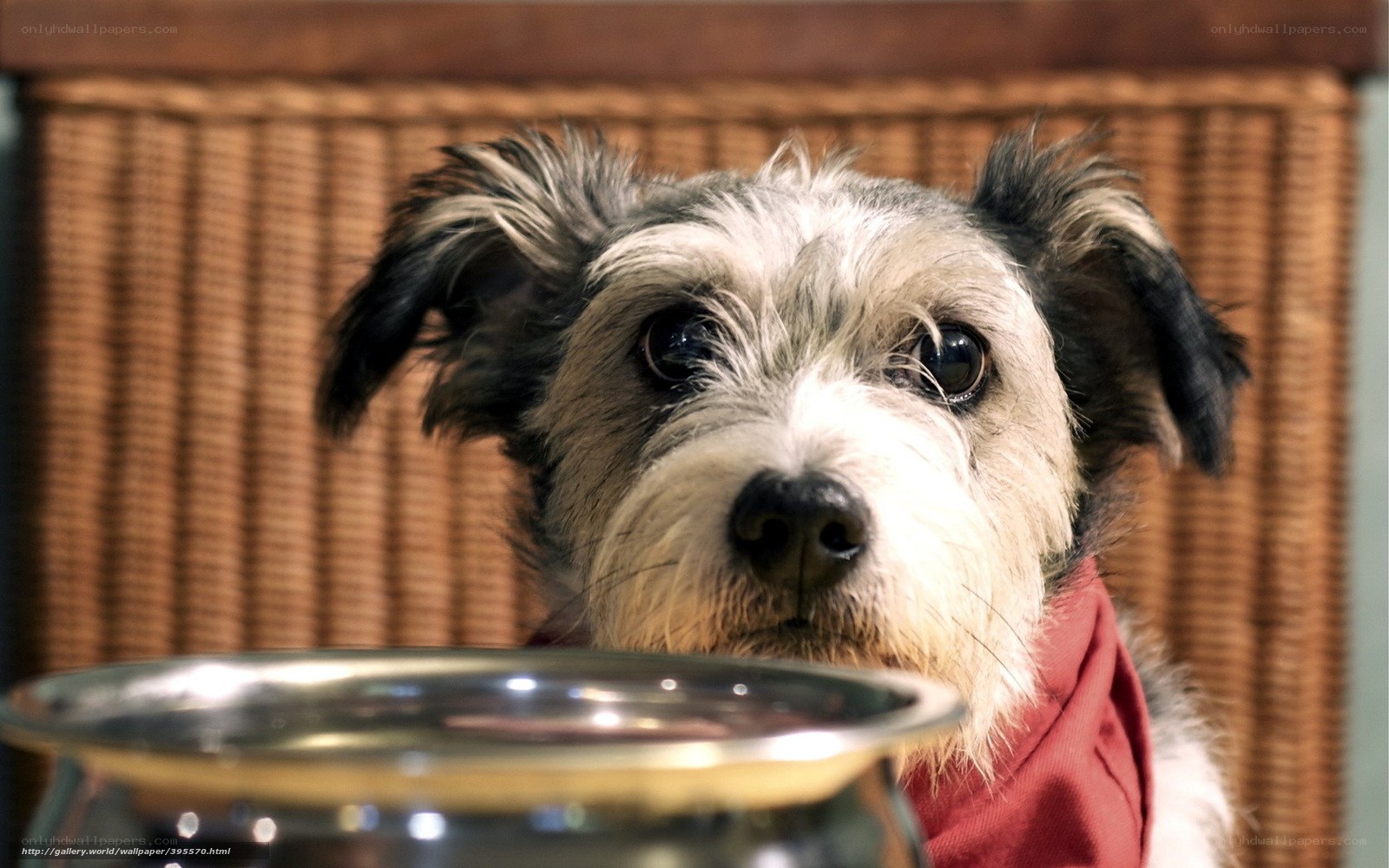 dog with food bowl