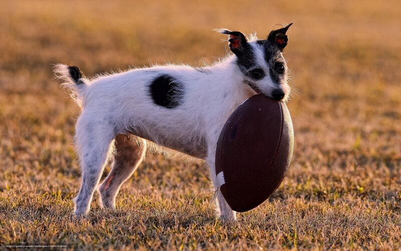 dog with football in field
