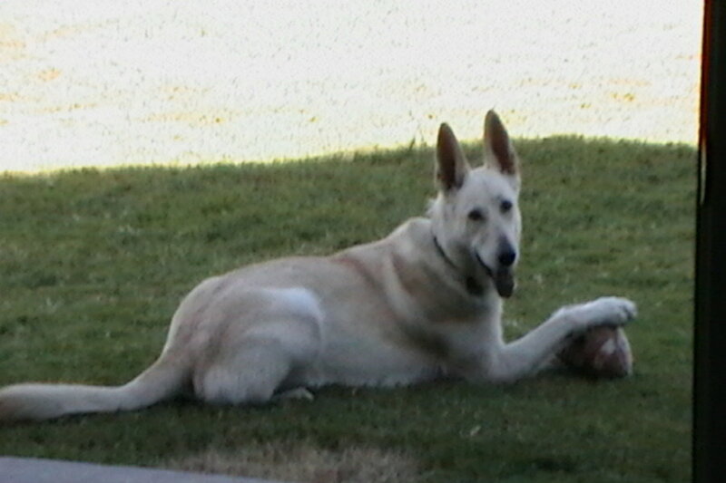 dog with football on grass