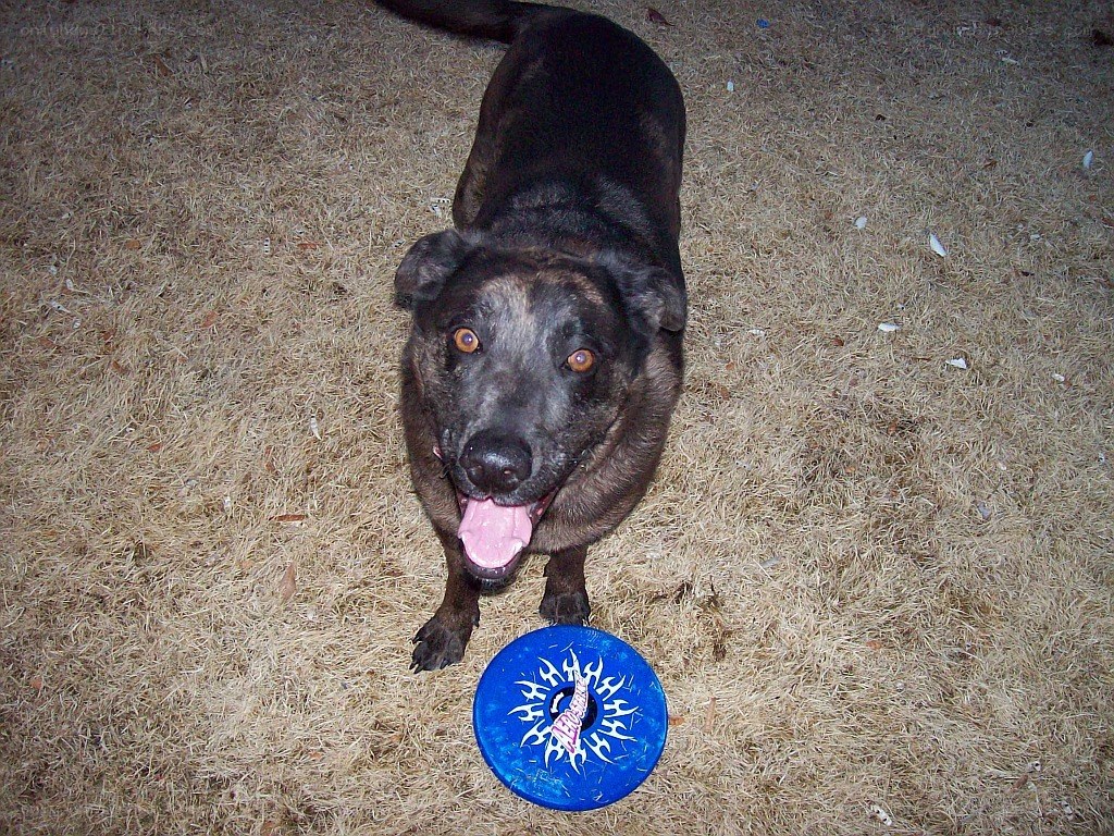 dog with frisbee at night