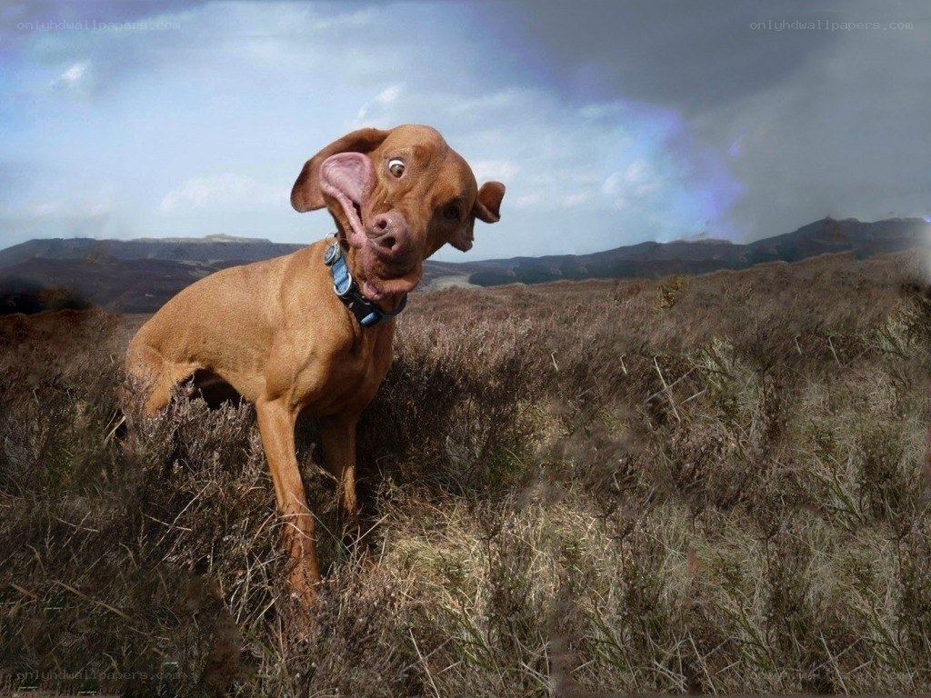 dog with funny face in field