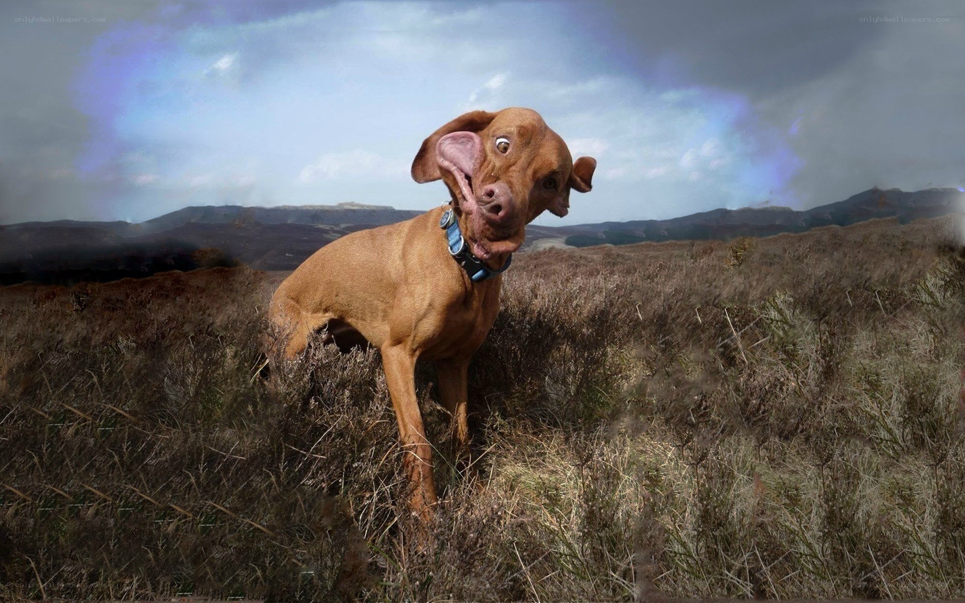 dog with funny face in field