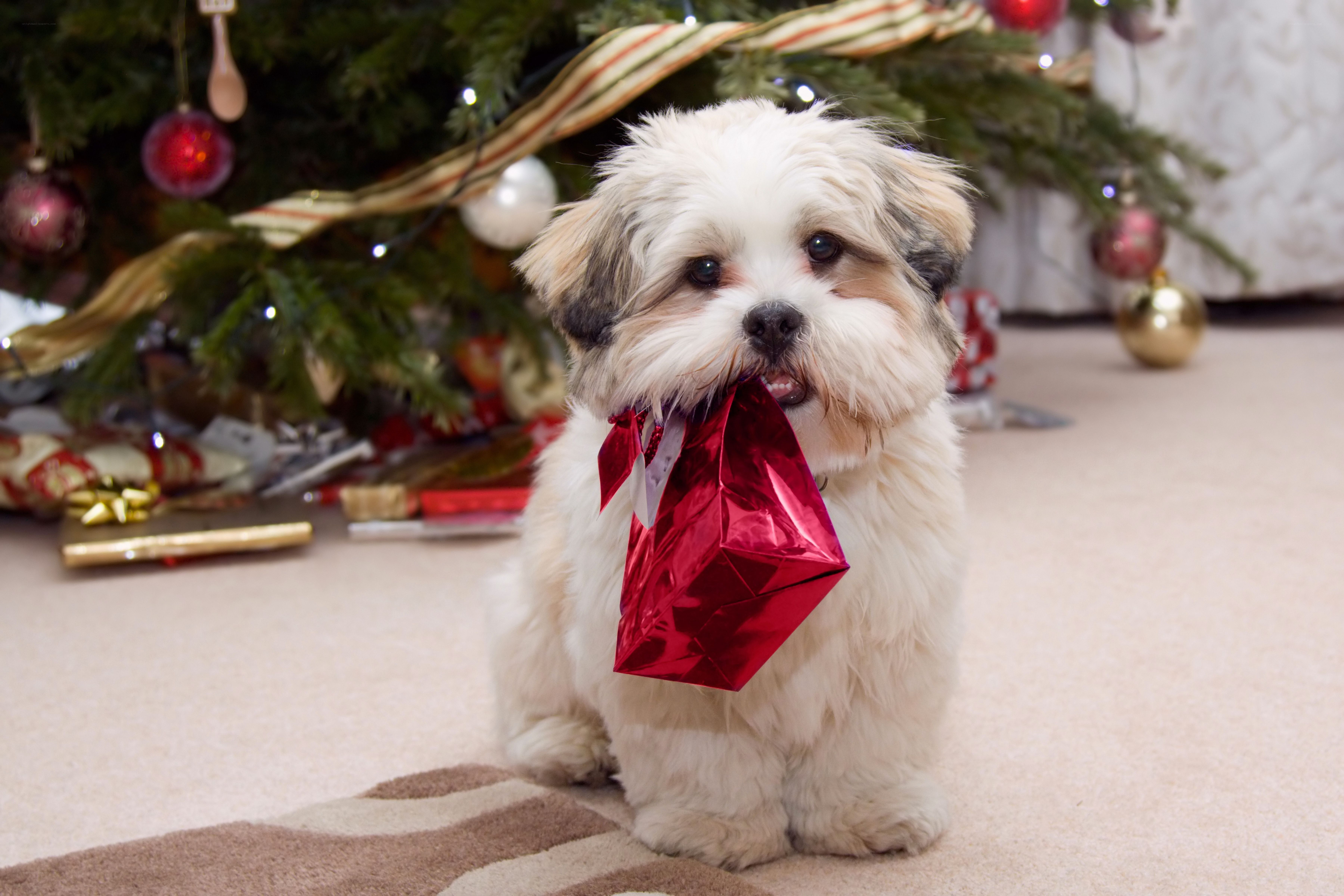 Dog with gift under Christmas tree