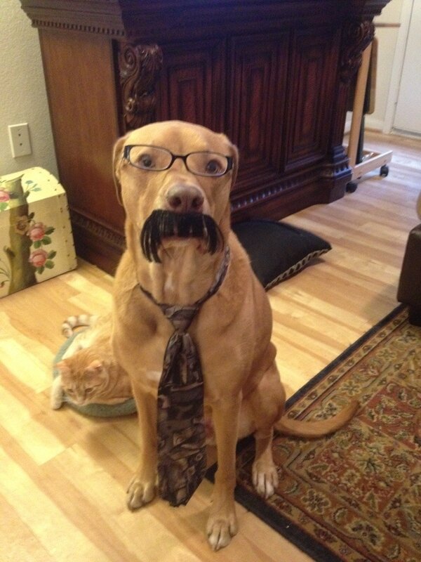 dog with glasses and mustache