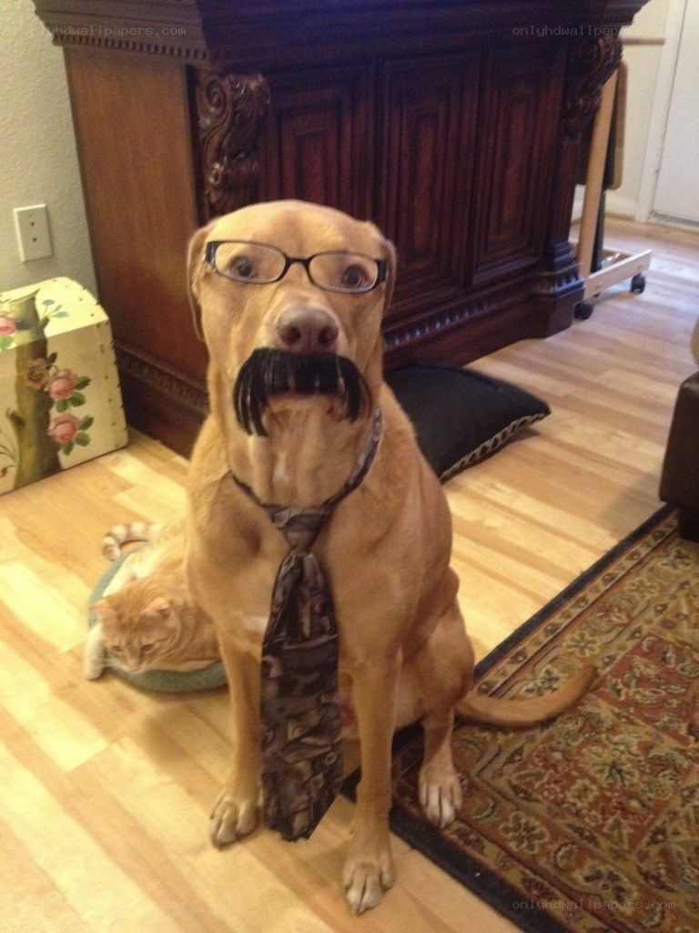 dog with glasses and mustache